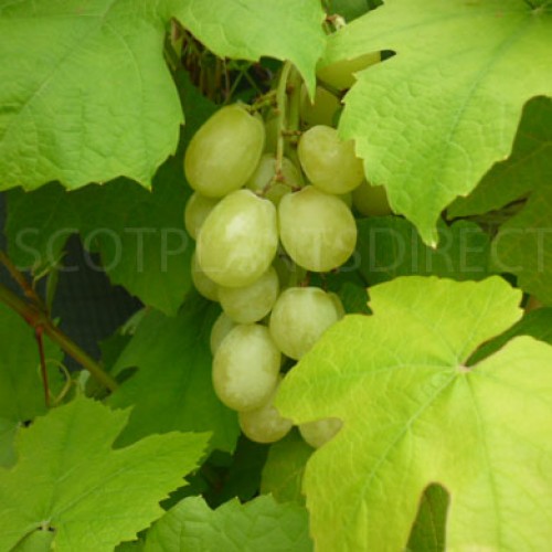 Vitis Vanessa Grape Vine Seedless | ScotPlants Direct
